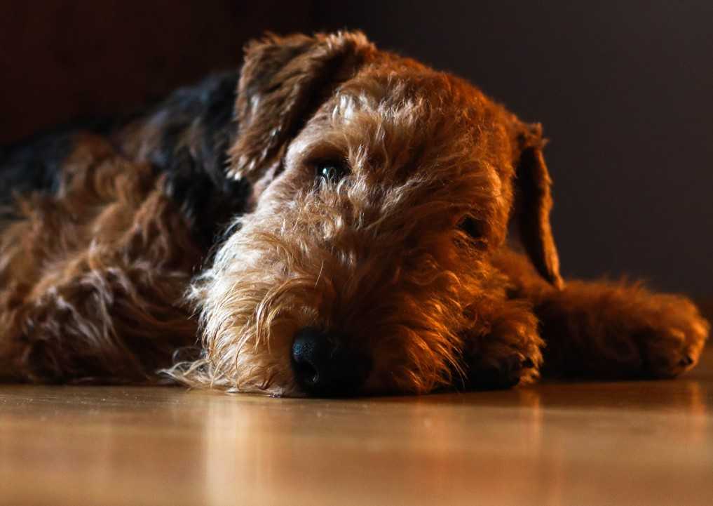 airedale terrier lying down