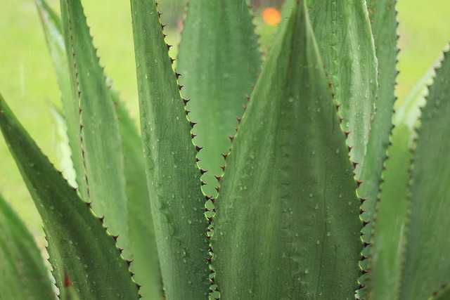 agave